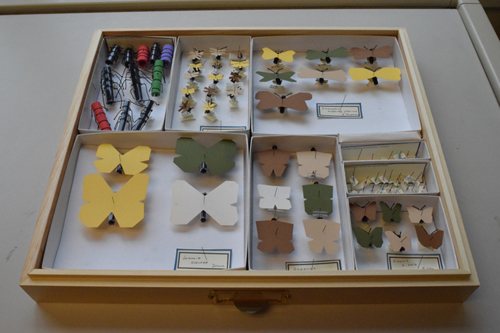The competition is designed to spur the development of digital innovations for capturing 3-D images of insect: specimens and associated data. Photograph by Afton Carpenter courtesy of the American Institute of Biological Sciences